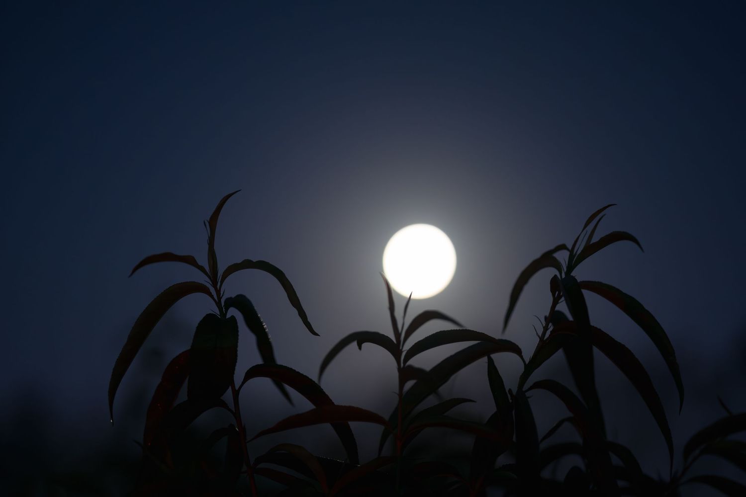 Full moon glowing brightly behind silhouetted tropical plant leaves against a dark night sky.