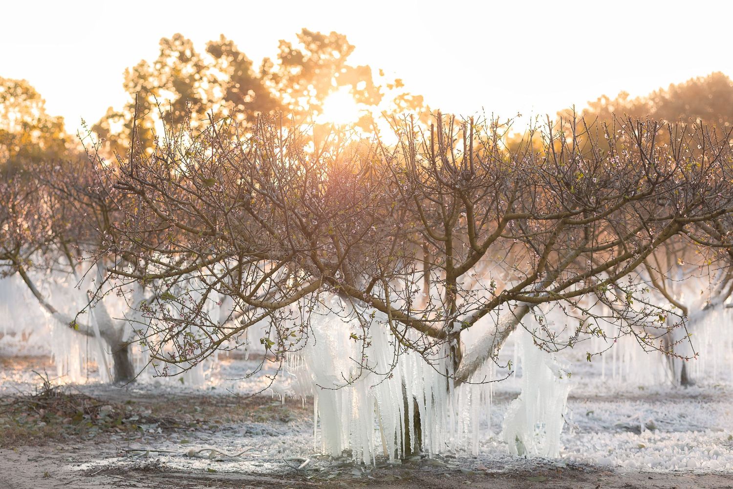 Frost-covered orchard trees with icicles at golden sunrise in winter landscape.