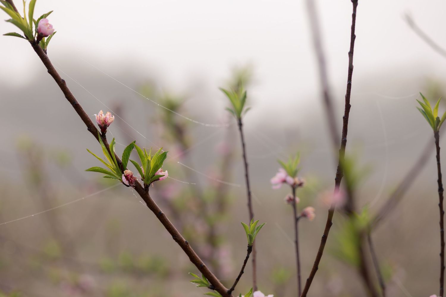 Delicate pink blossoms emerge on slender brown branches against a soft blurred background in springtime.