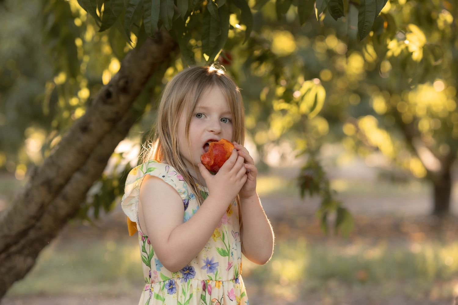 Young girl in floral dress eating a fresh red peach in a sunlit orchard surrounded by green trees.