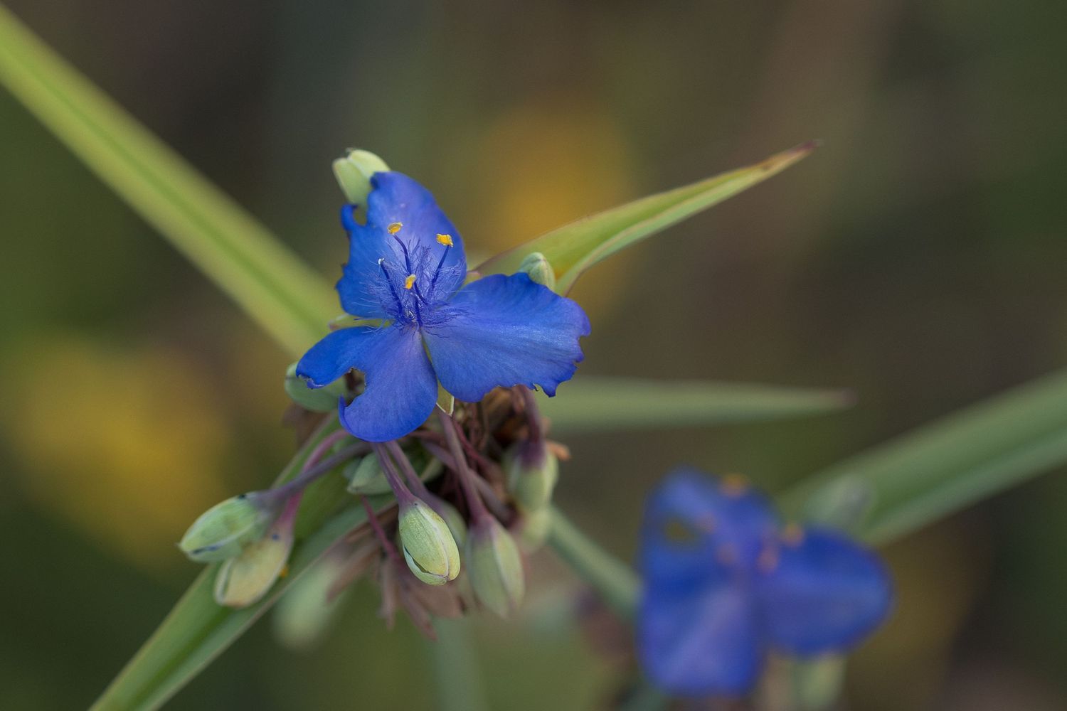 Close-up of vibrant blue spiderwort wildflower with green stems and buds against a soft bokeh background.