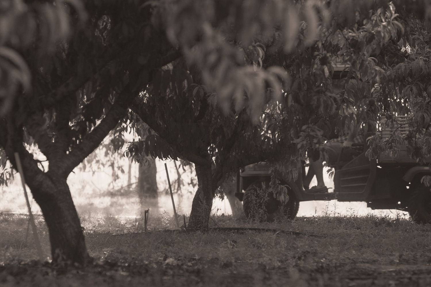 Sepia-toned vintage photo of peach trees in a rural yard with a wooden building visible in the background.