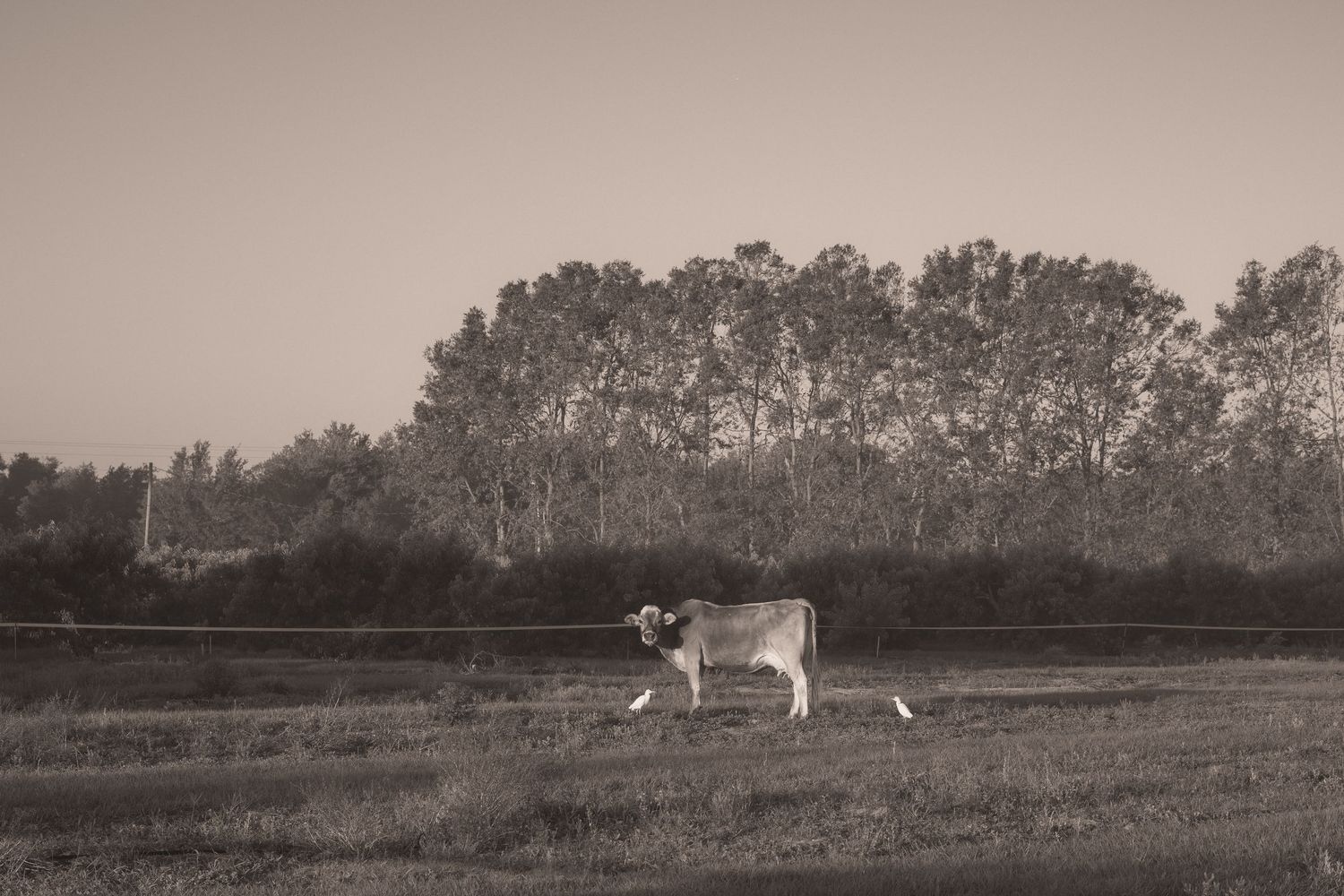 A lone cow stands in a vast open field with tall trees in the background in this serene black and white rural landscape.