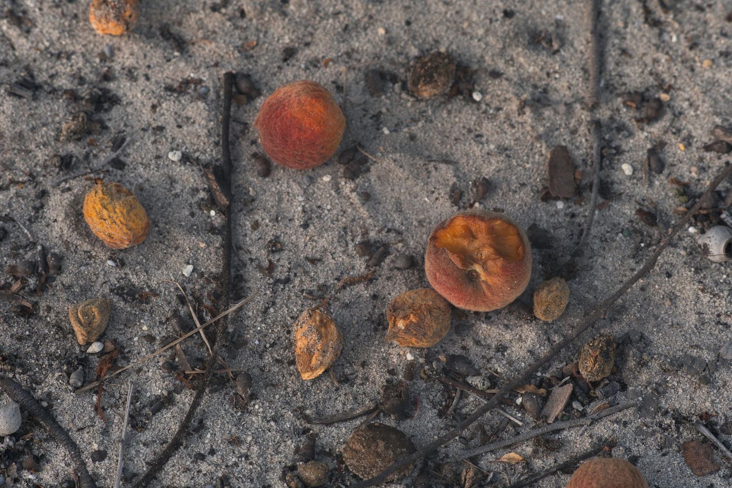 Fallen peaches and walnuts scattered on sandy ground with dry twigs and debris.