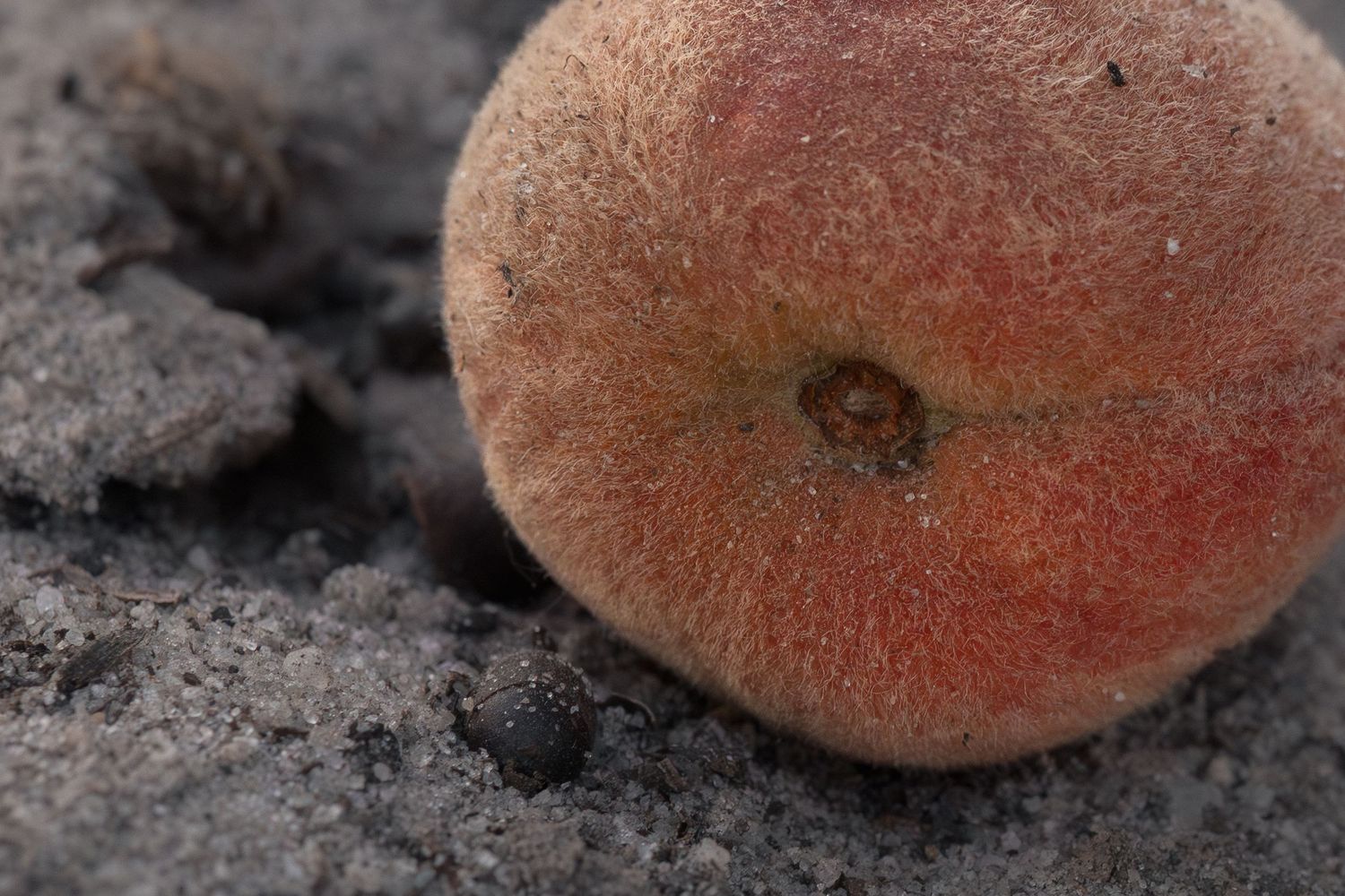A ripe peach resting on gray sandy soil, showing fuzzy skin with red and orange hues.