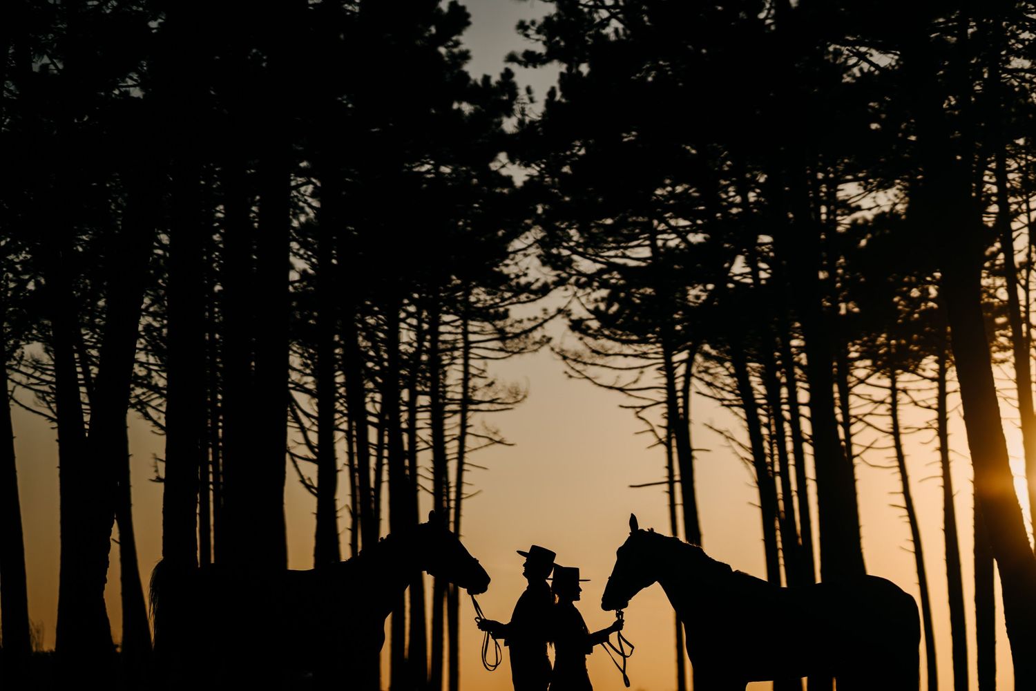 Silhouettes of trees at sunset create dramatic forest backdrop.