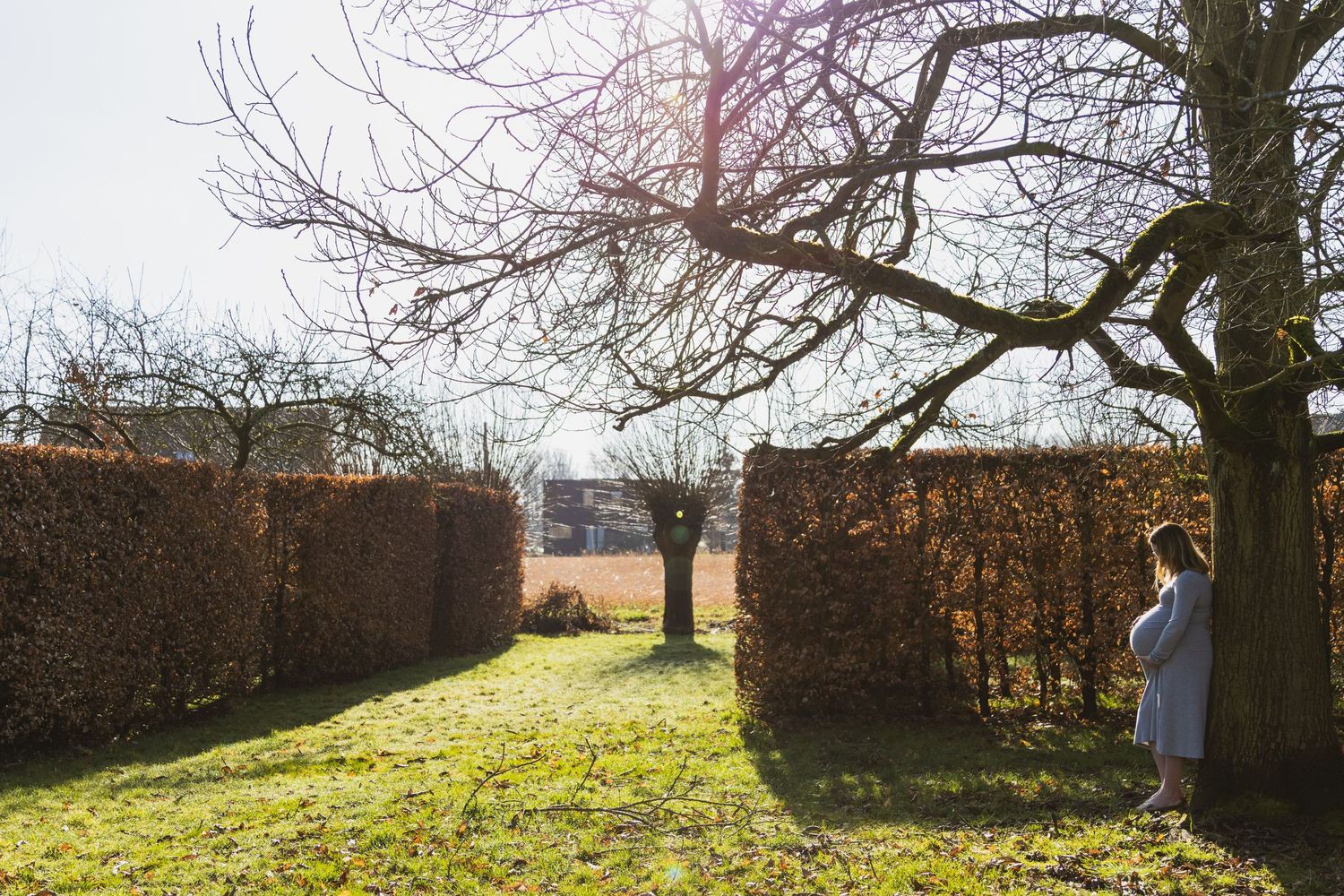 zwangerschap shoot. Zwangere buik. In de tuin, met ondergaande zon en tegenlicht. Hagen en grote boom. groen gras