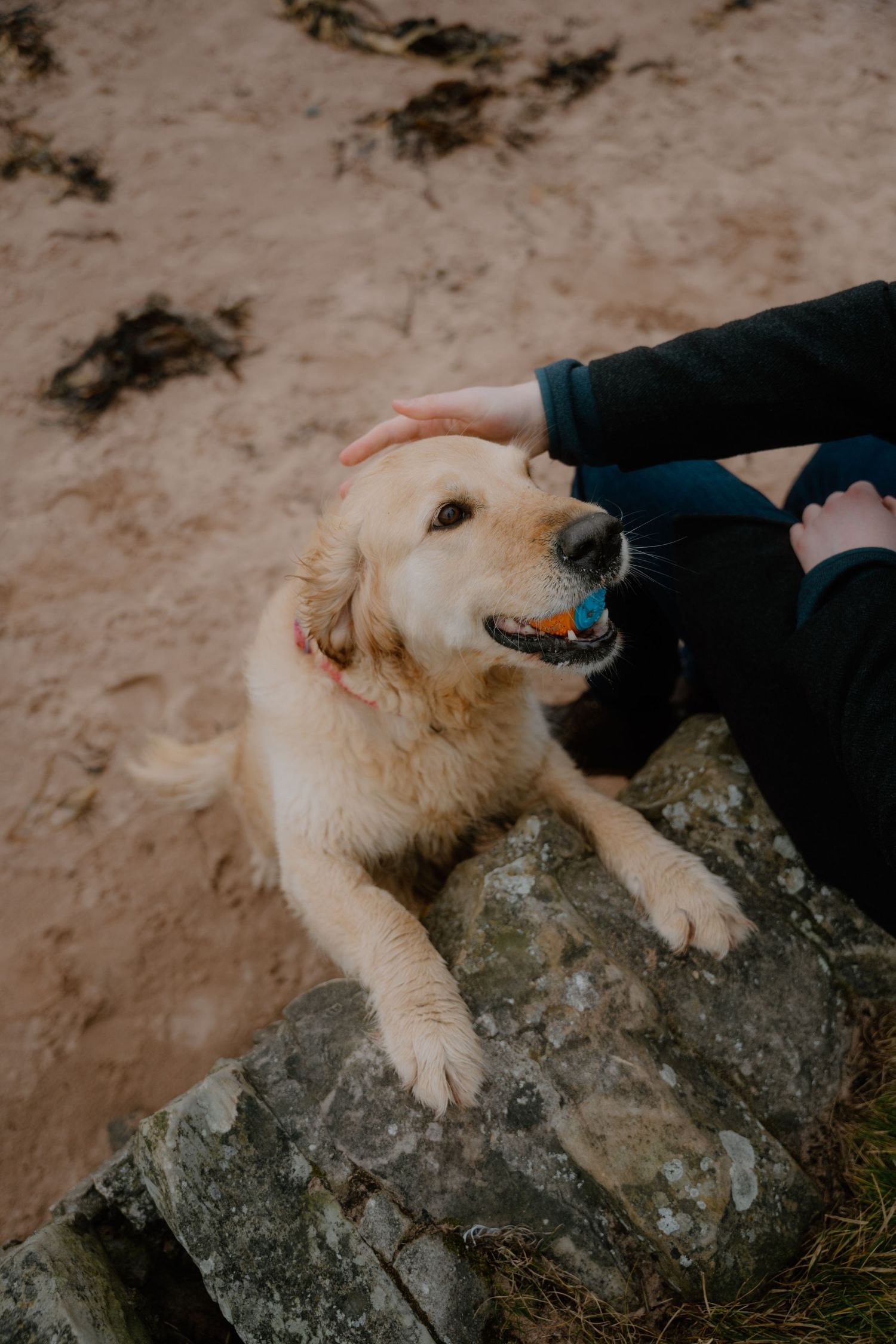 A happy golden retriever with a blue toy sits on coastal rocks while being petted.