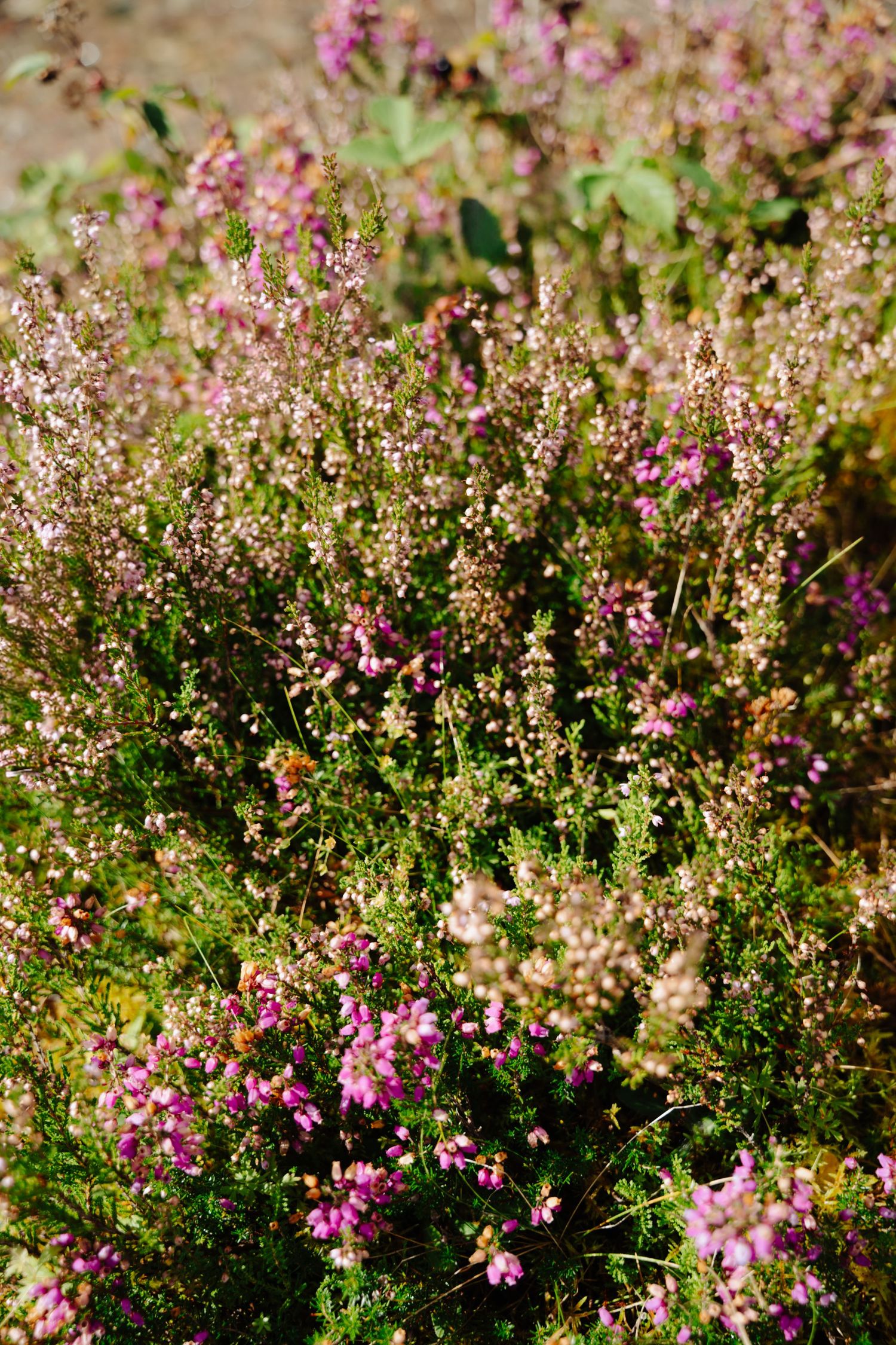 Pink heather flowers bloom in clusters among green foliage in a natural garden setting.