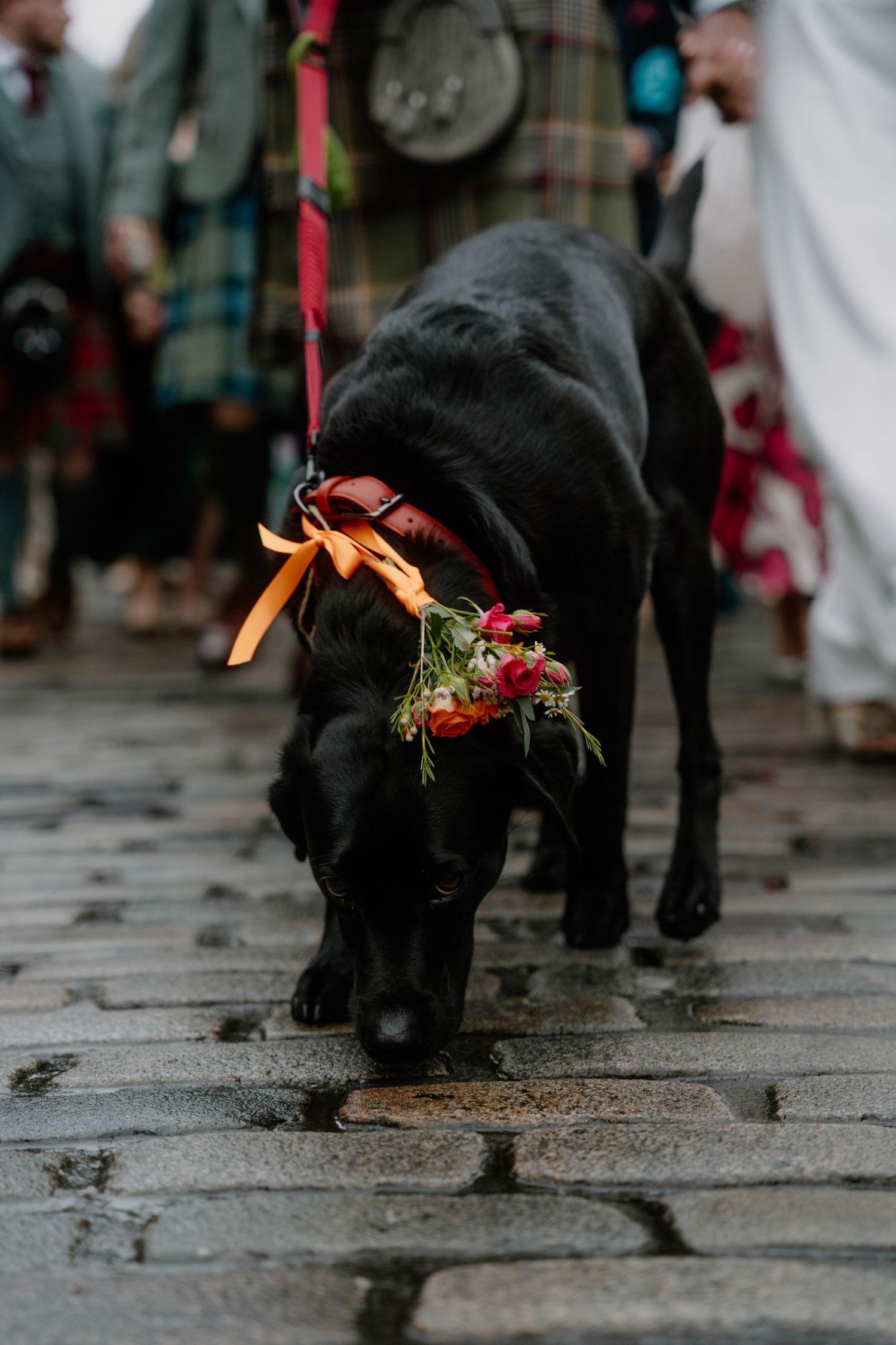 Black dog wearing orange bow and floral decoration on cobblestone street during wedding.