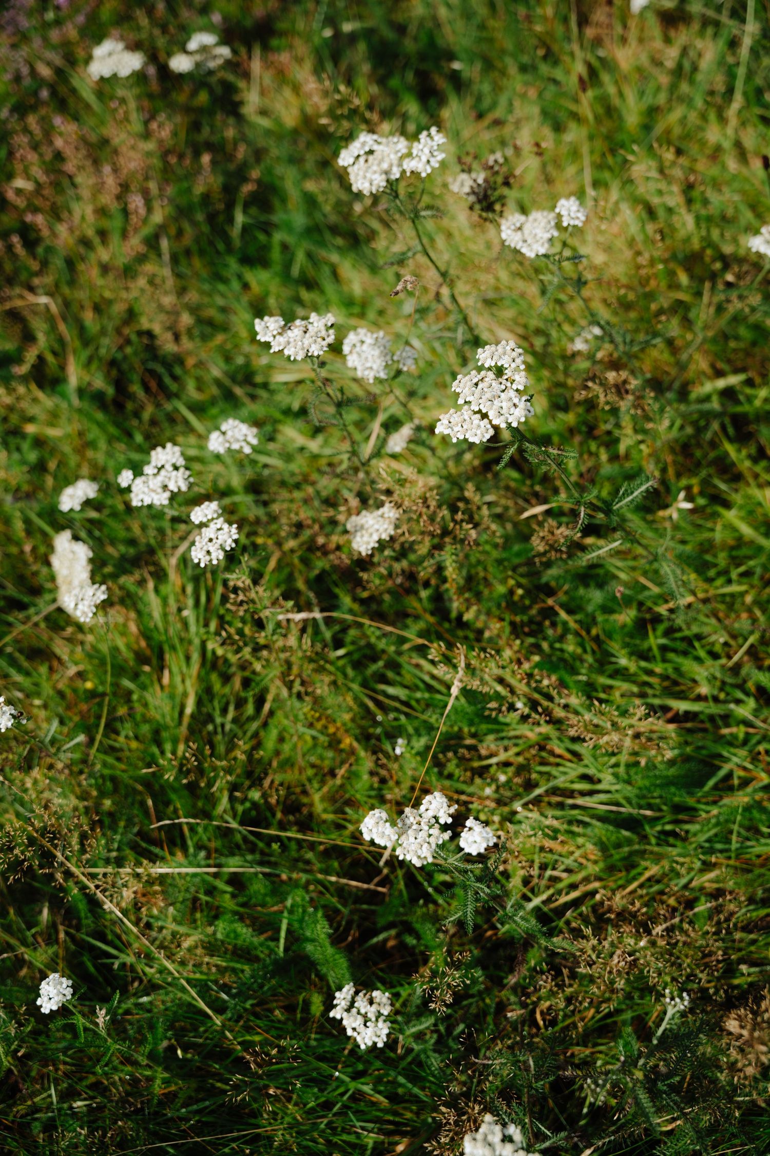 Delicate white wildflowers blooming among green grass and foliage in a natural garden setting.