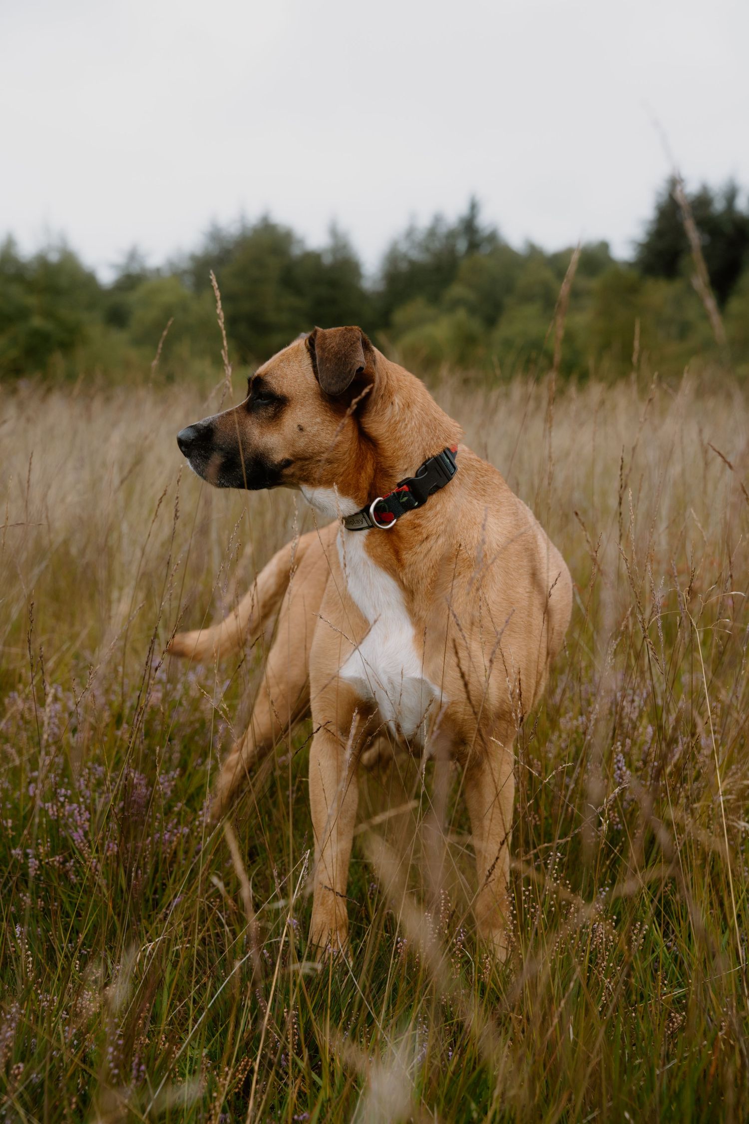 A tan and white dog with a blue collar stands alertly in a field of tall grass.