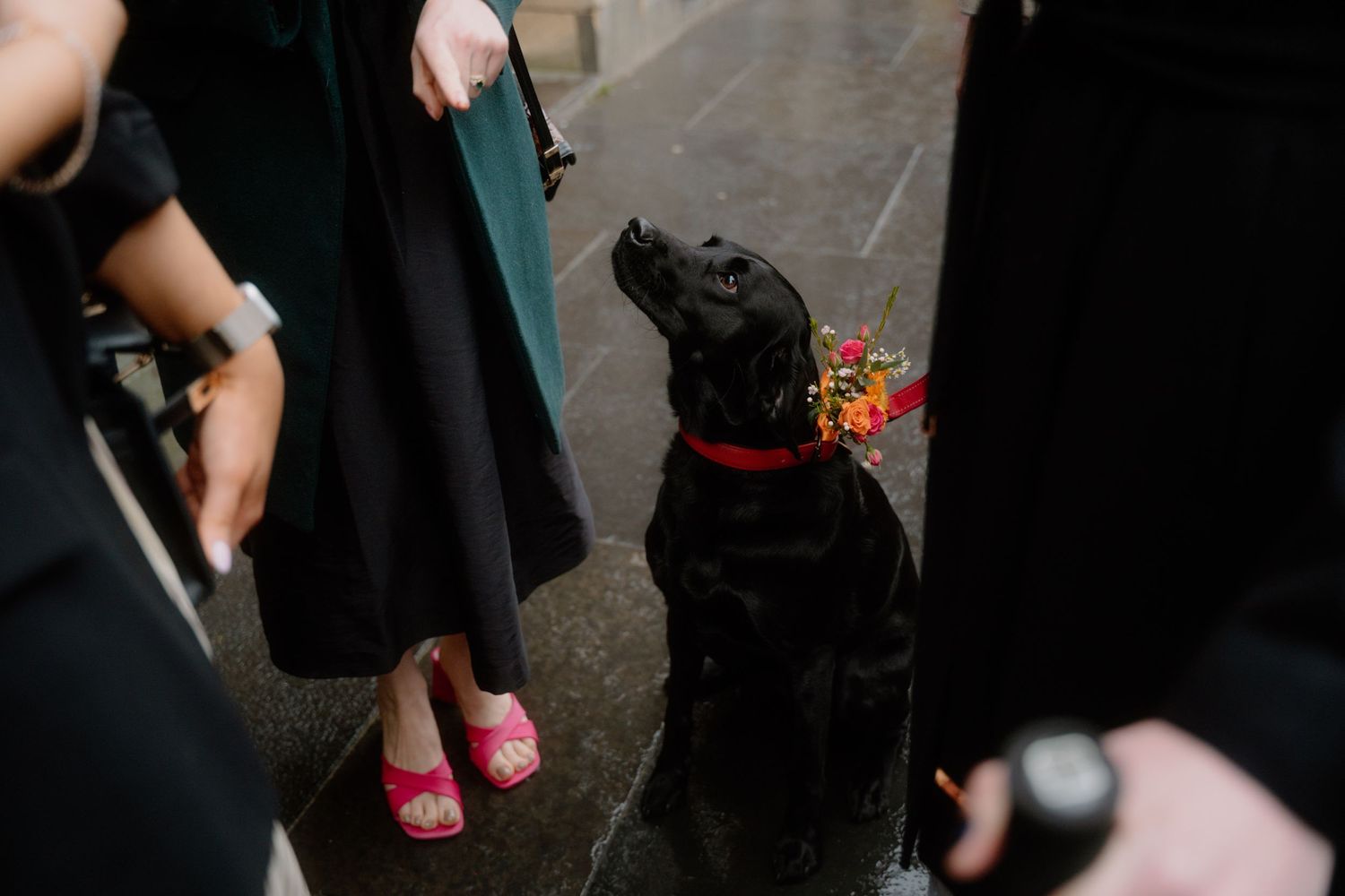 Black Labrador wearing red collar and floral decoration stands among wedding guests.