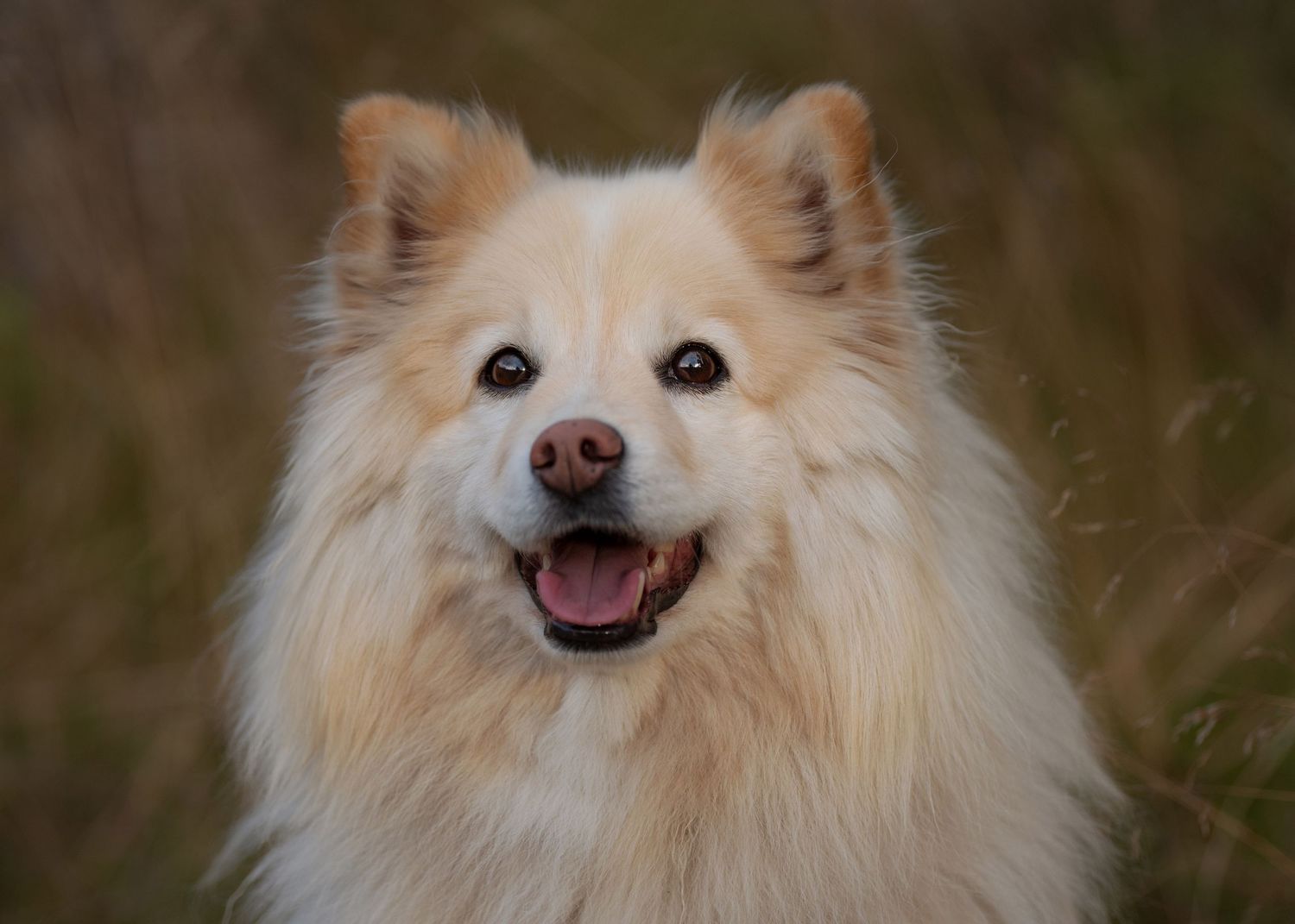Finsklapphund i sommarens kvällsljus