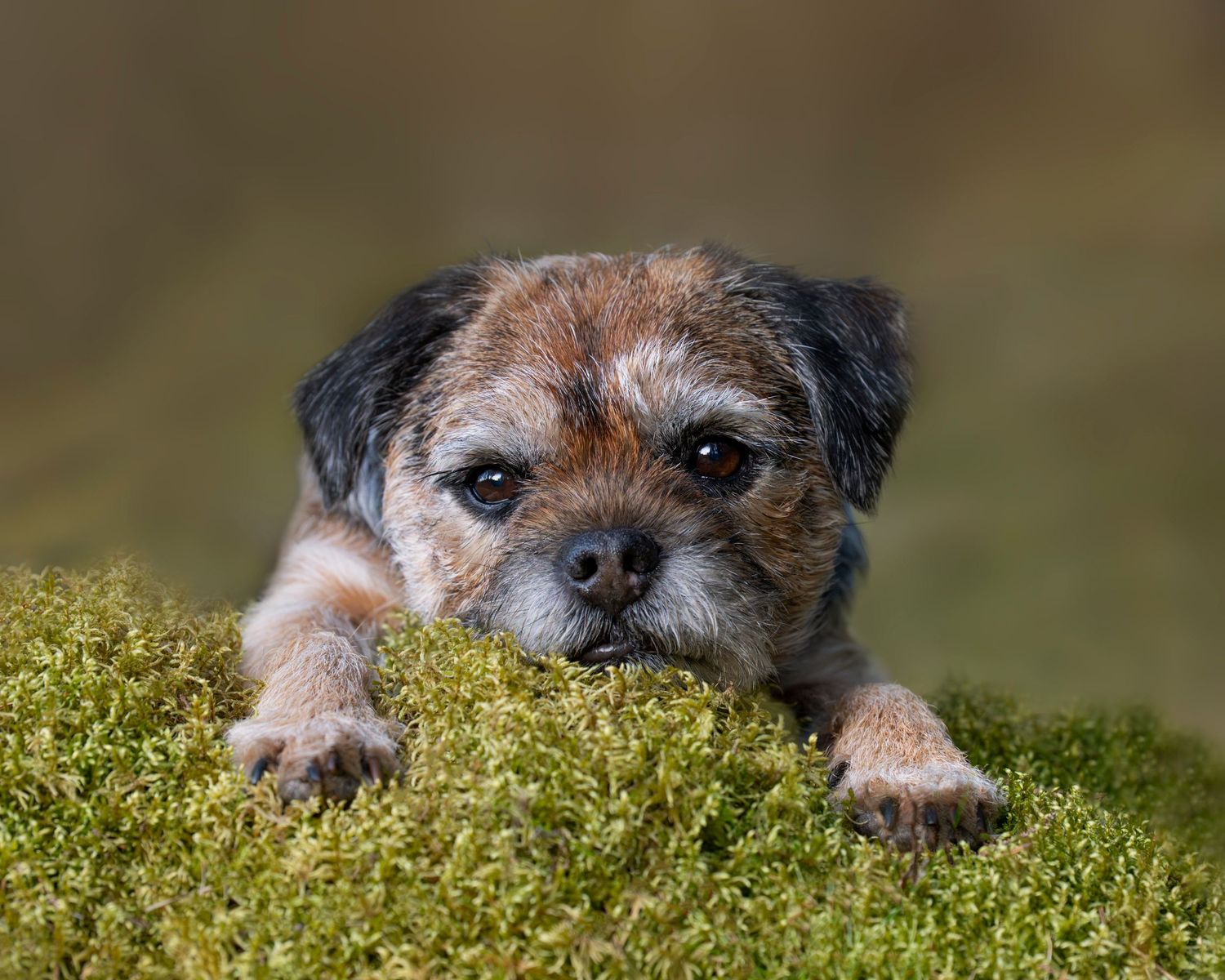 Borderterrier i mjuk grön mossa