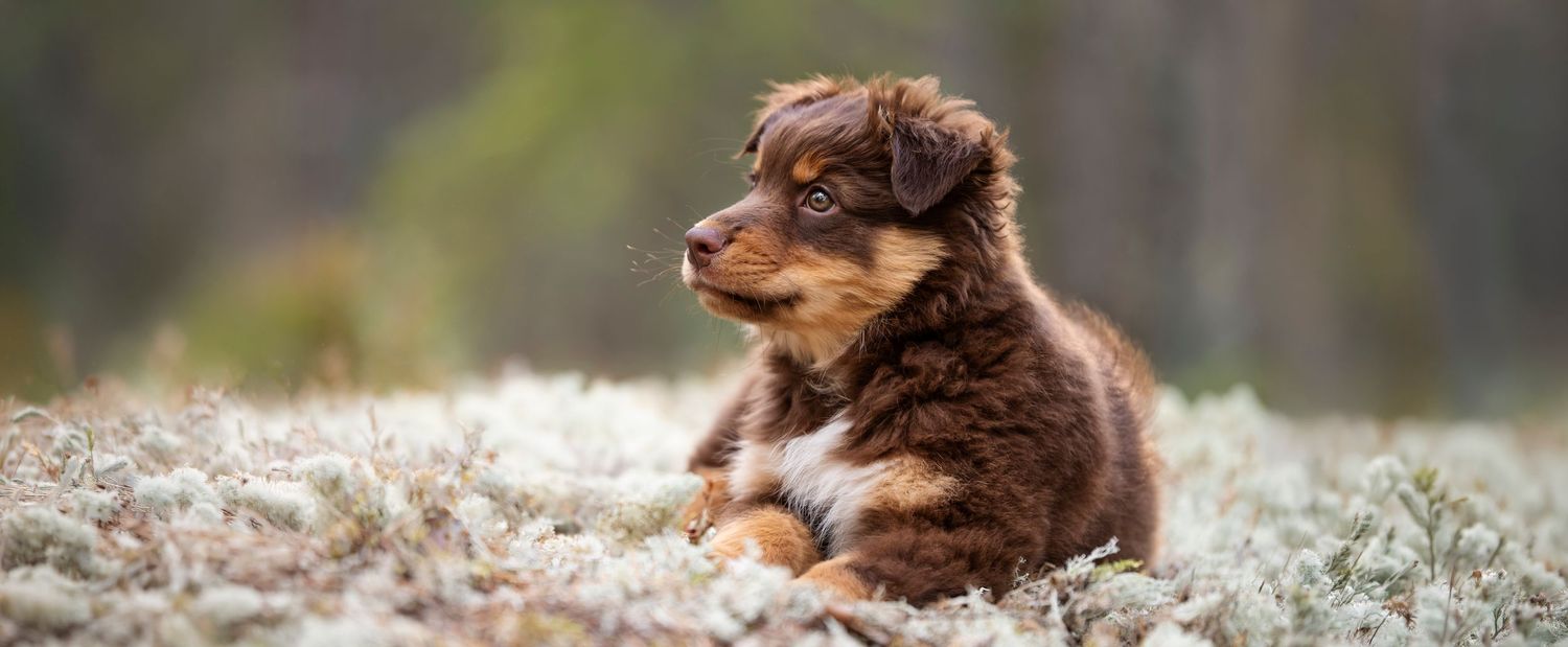 Australian shepherd valp 2 månader i vitmossan