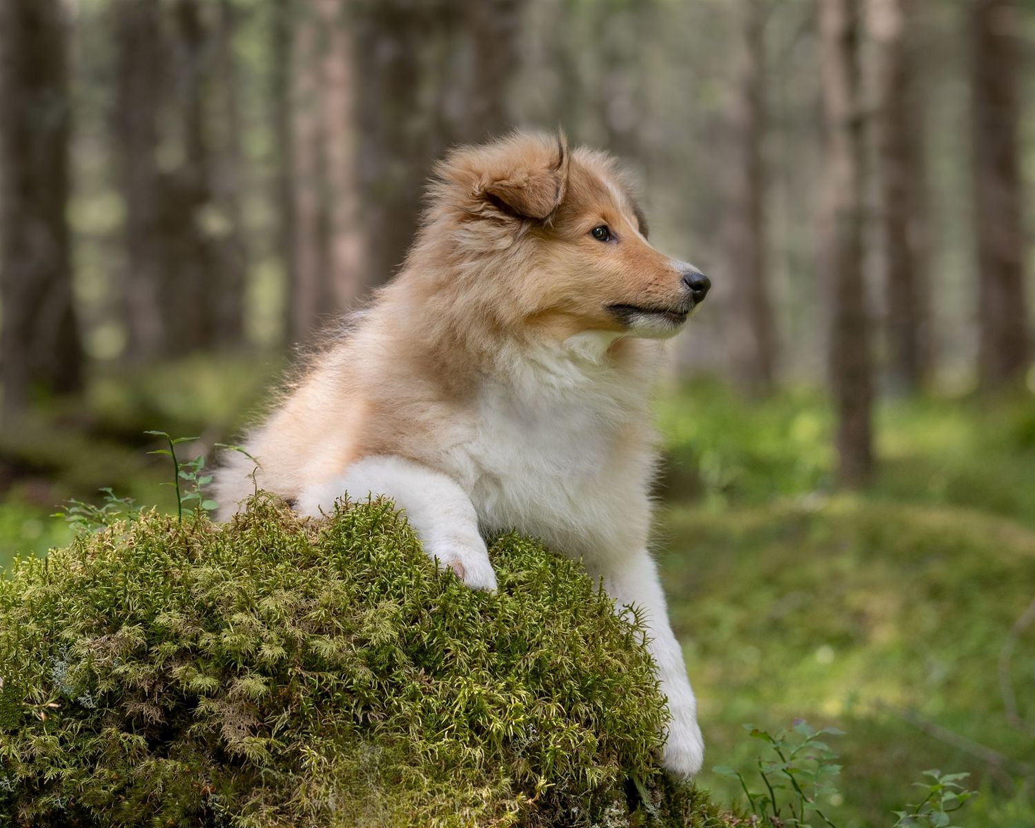 Shetland sheepdog