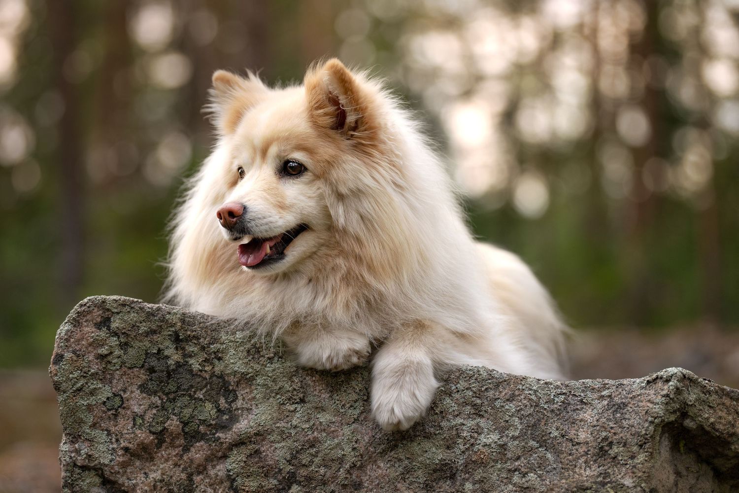 Finsk Lapphund på klippblock i gyllene timmen