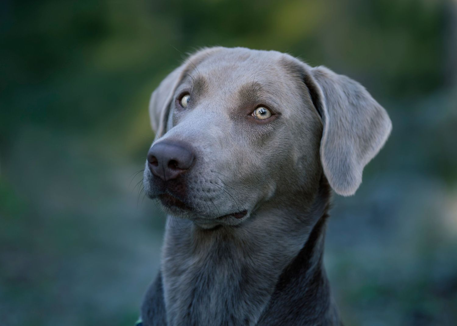 Silver Labrador