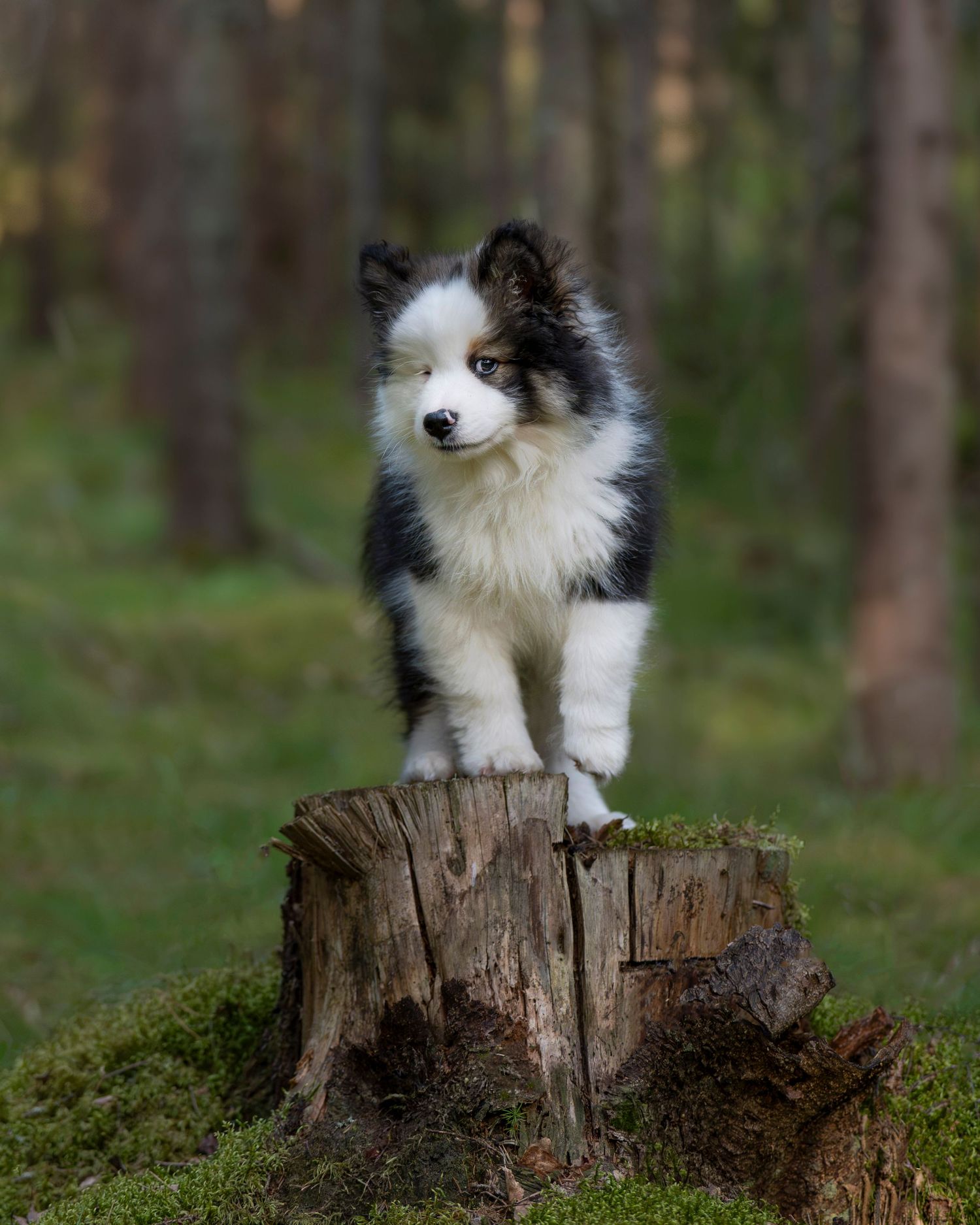 Finsk Lapphund valp