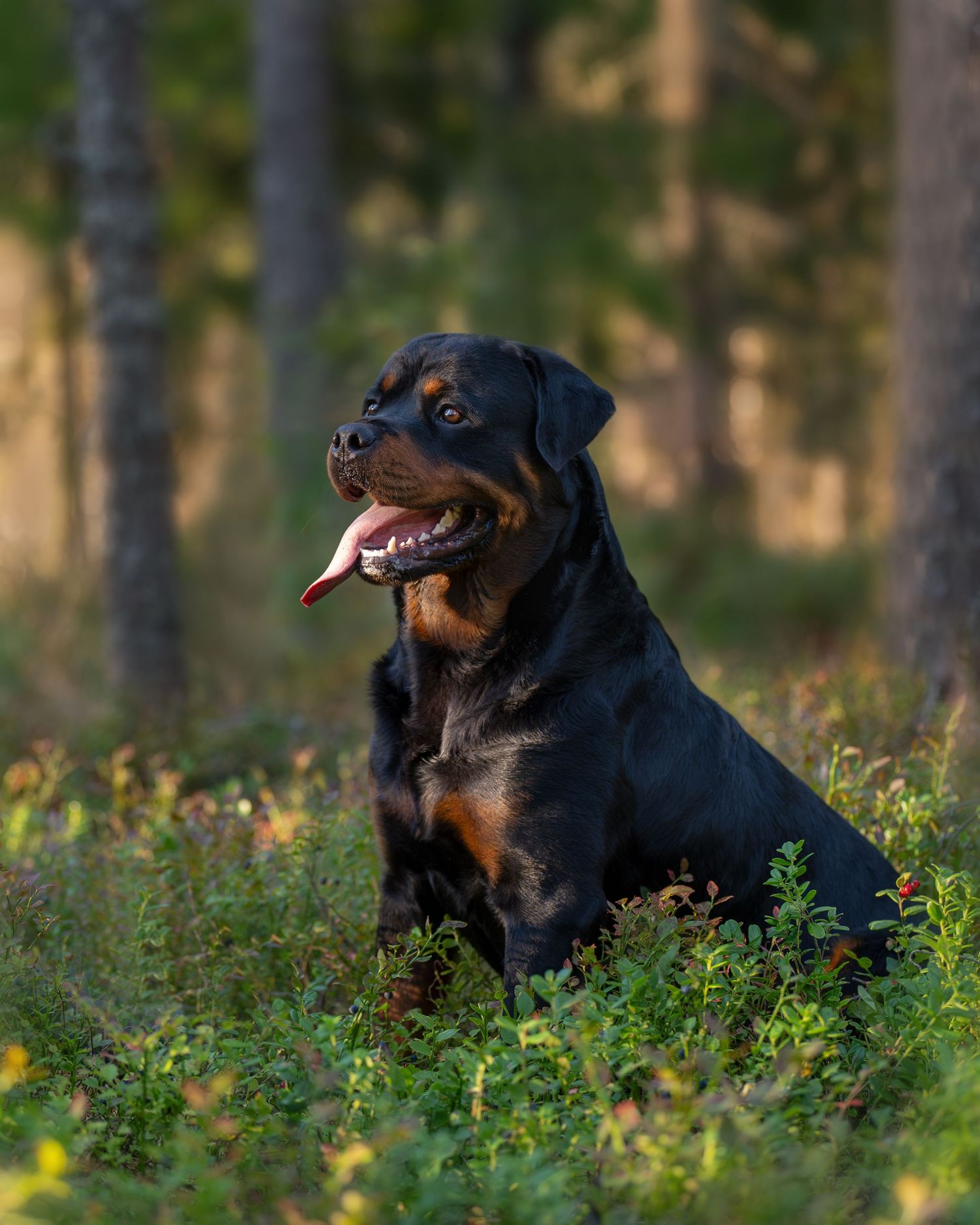 Rottweiler i lingonriset.