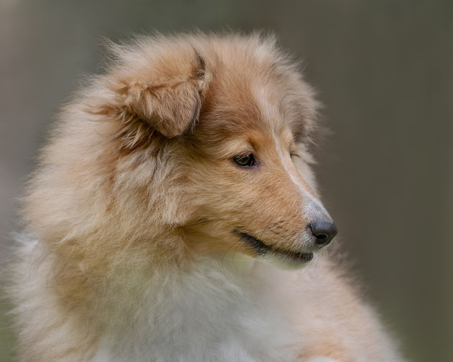 Shetland sheepdog söt som en prinsessa