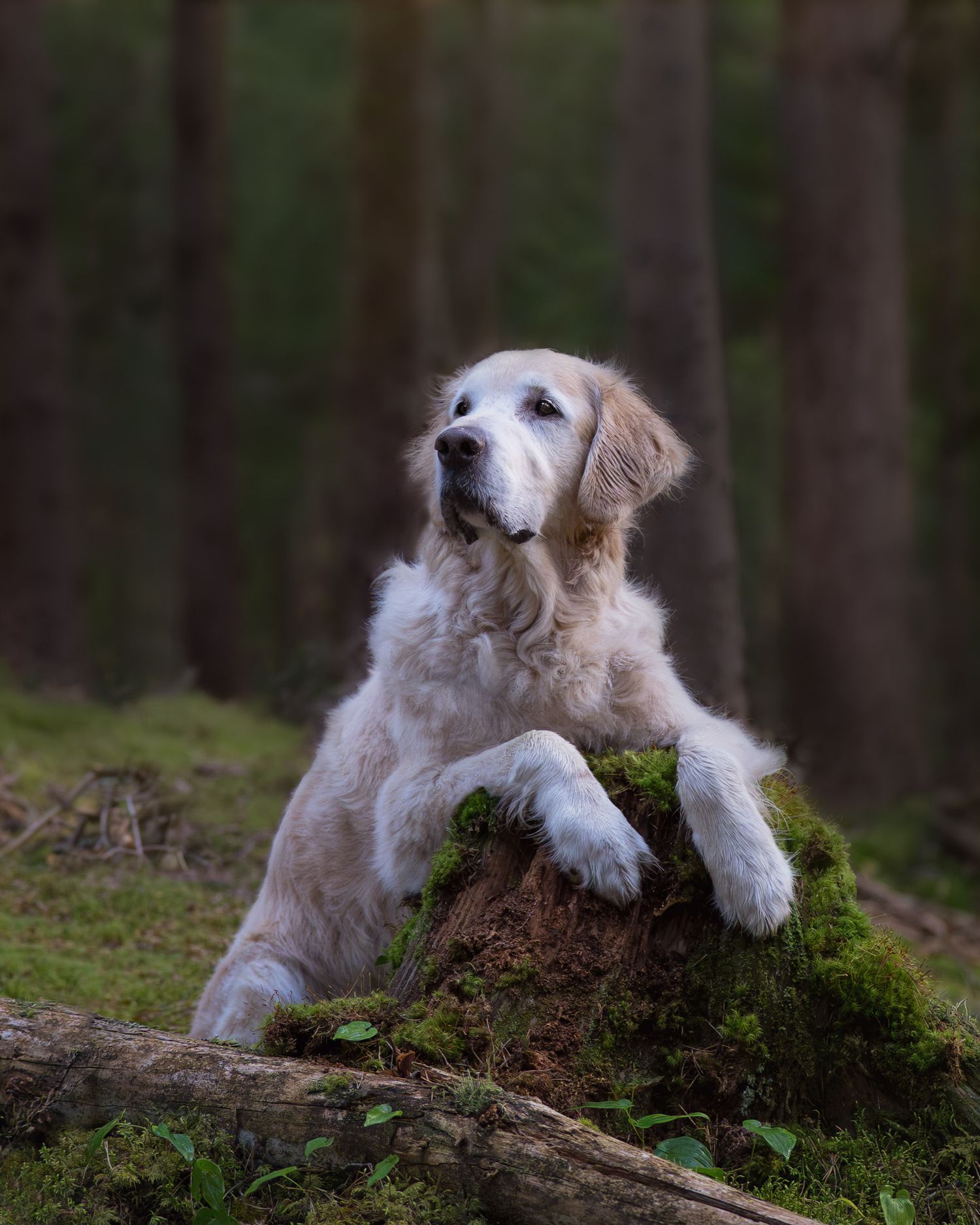 Golden retriever