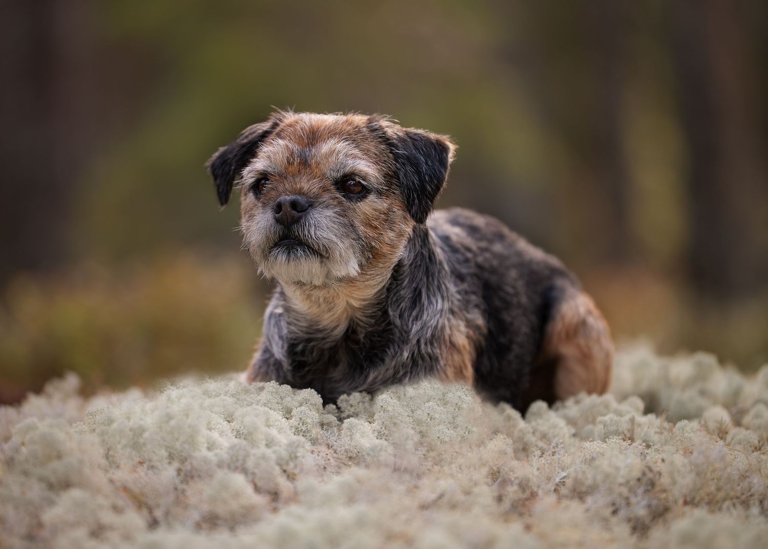 Borderterrier i vitmossan