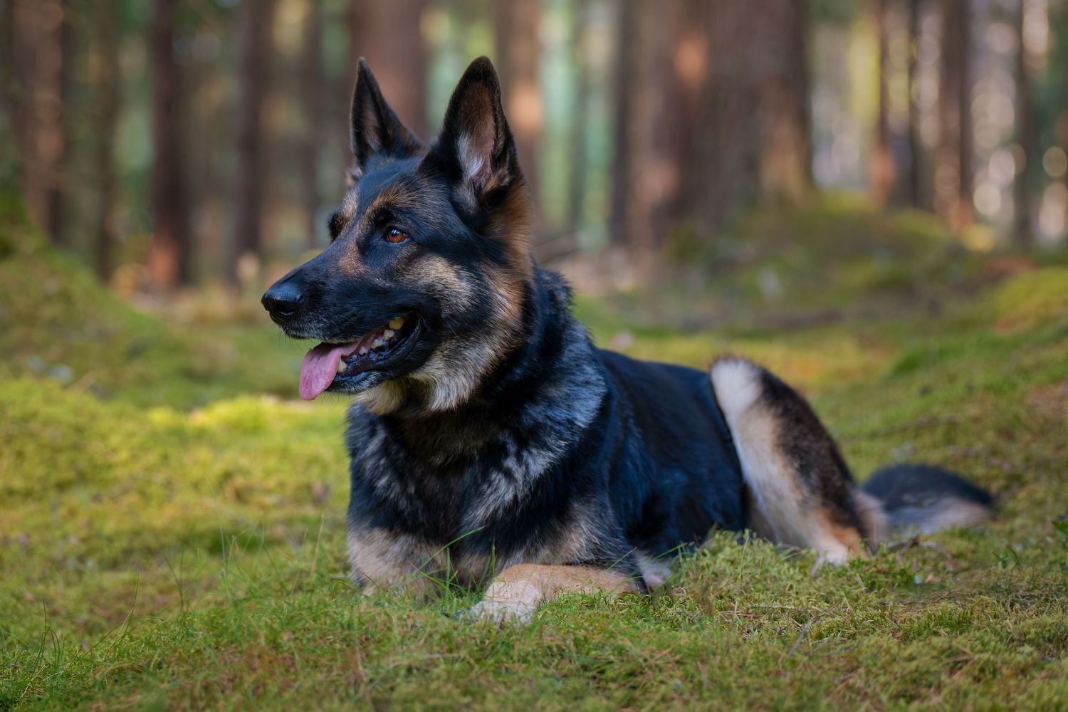 Ståtliga schäfern Nixxa