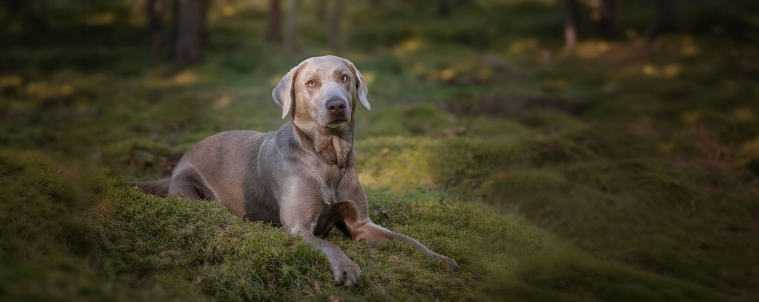 Sally i kvällens sista strålar