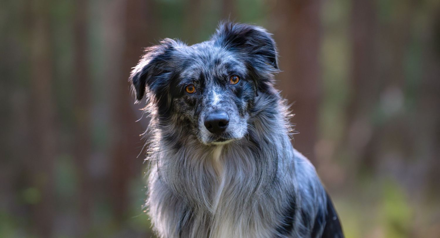 Australian shepherd med klok blick i skogen Bersgslagen