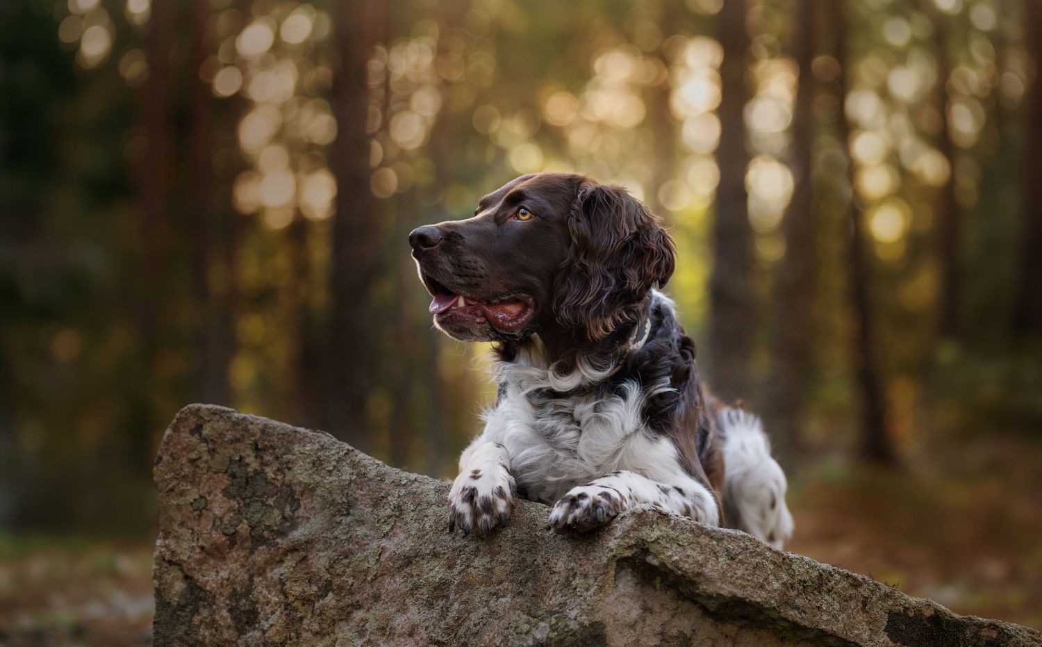 Wachtelhund