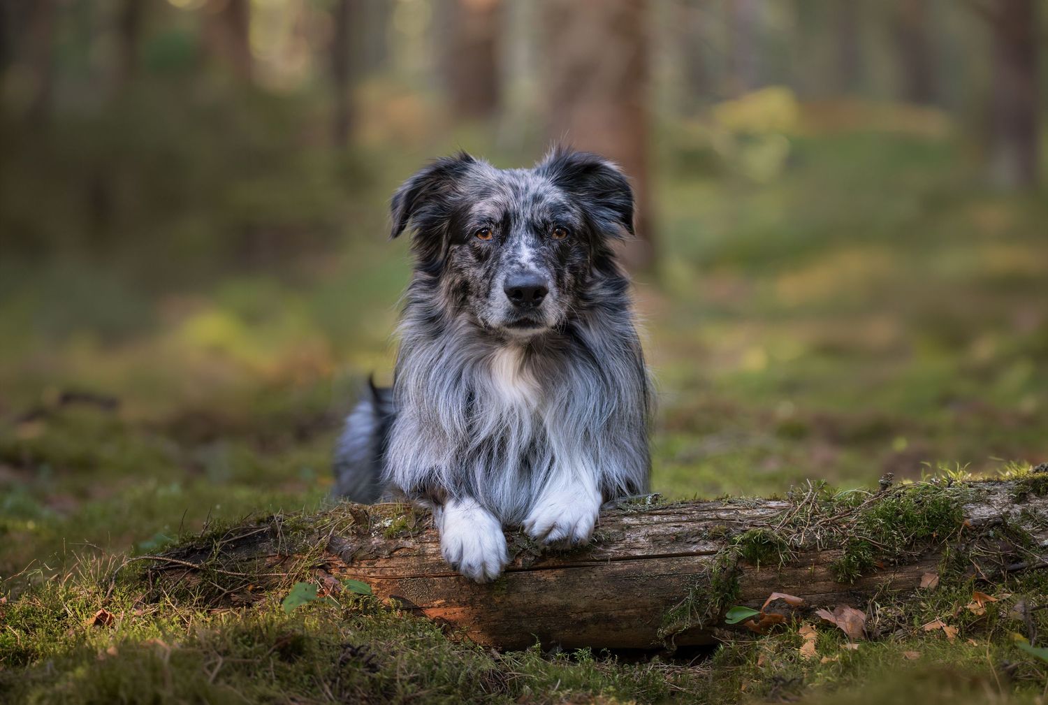 Australian shepherd