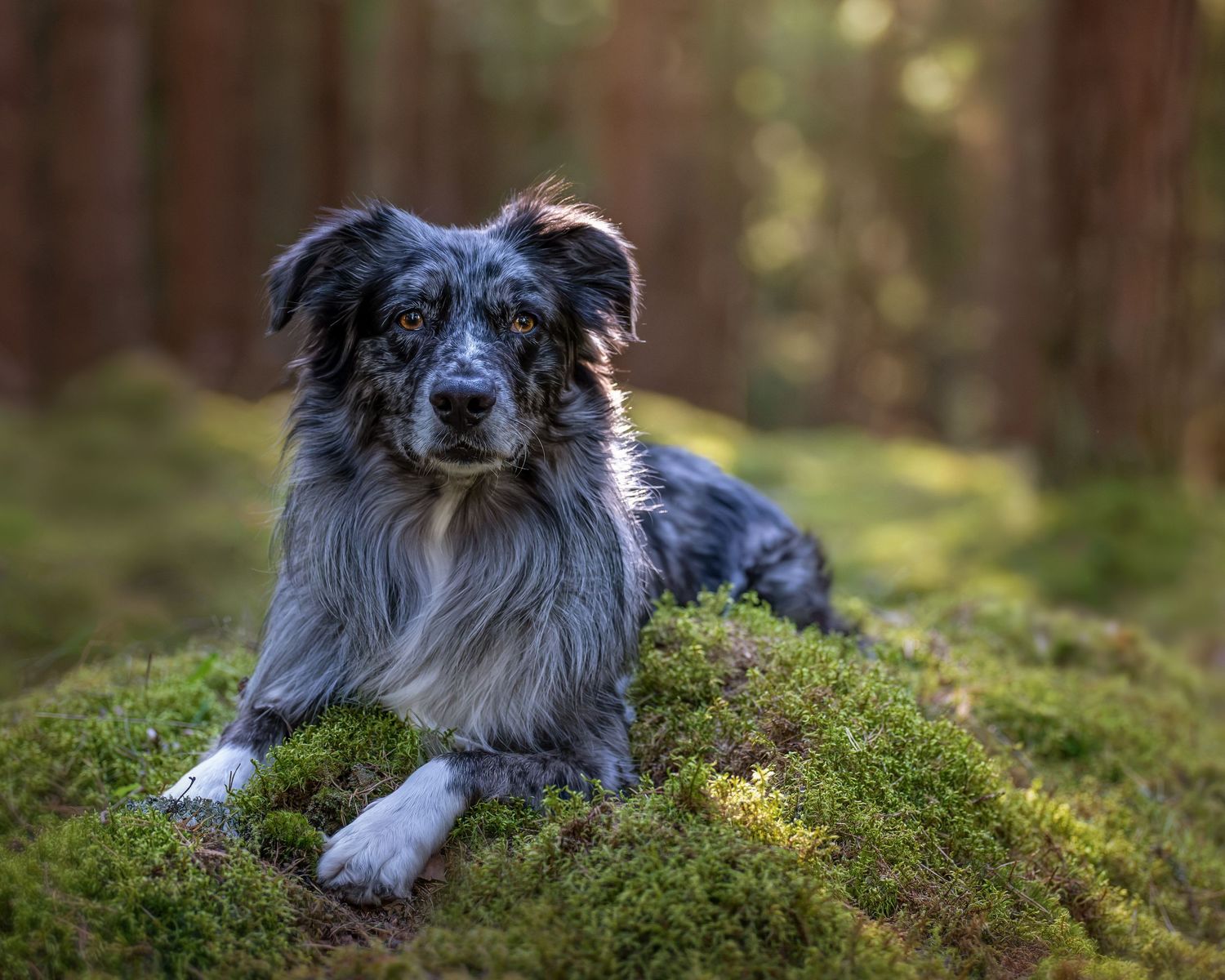 Australian shepherd