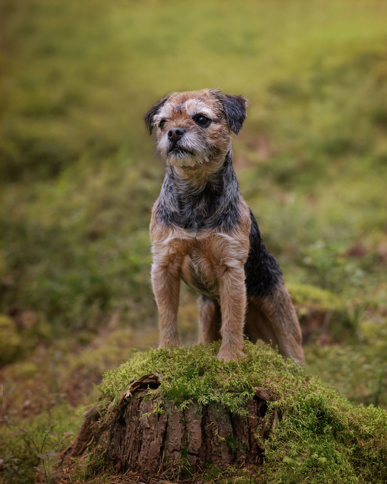 Borderterrier mossbklädd stunne