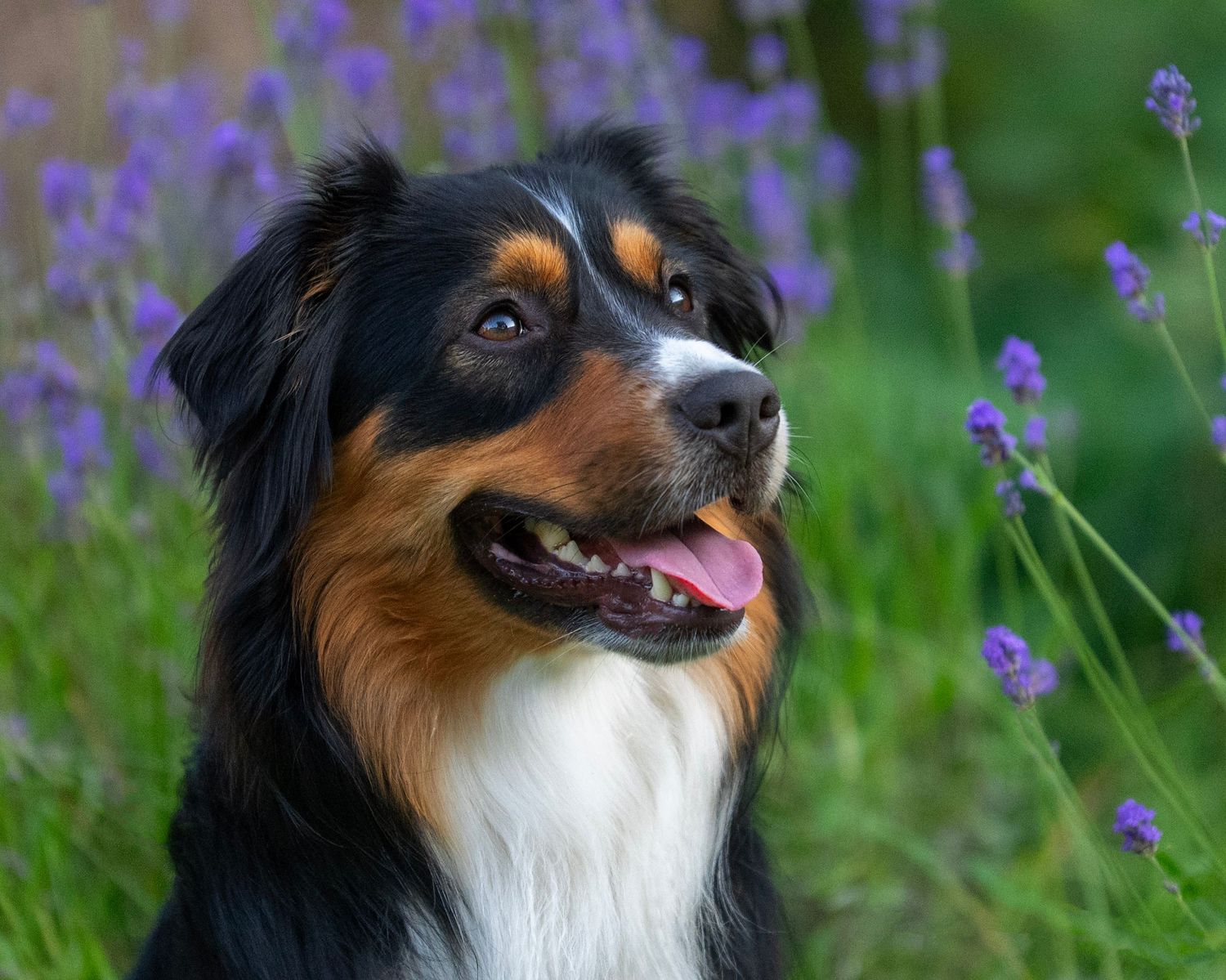 Miniature American Shepherd med lavendel i bakgrunden
