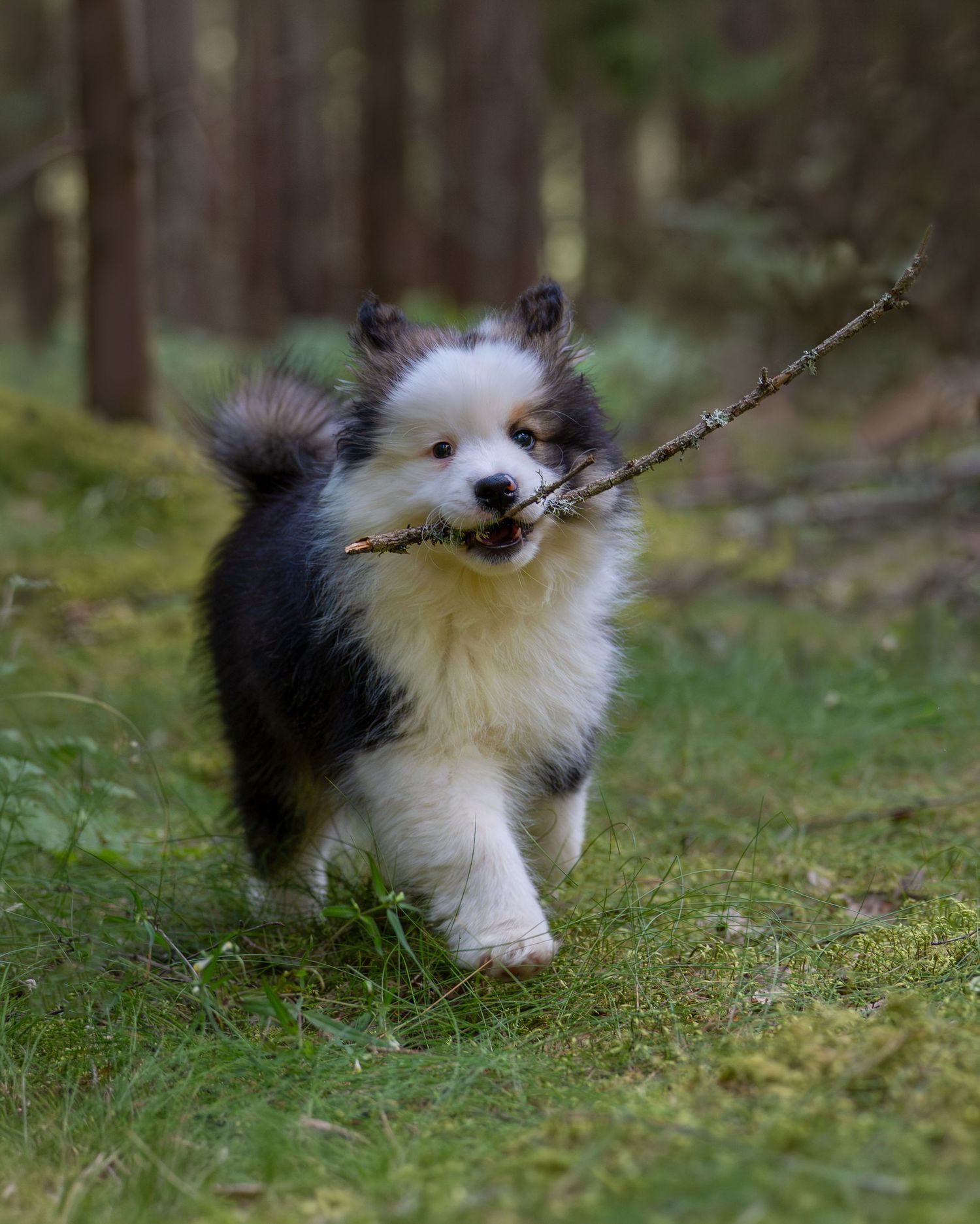 Finsk Lapphund valp