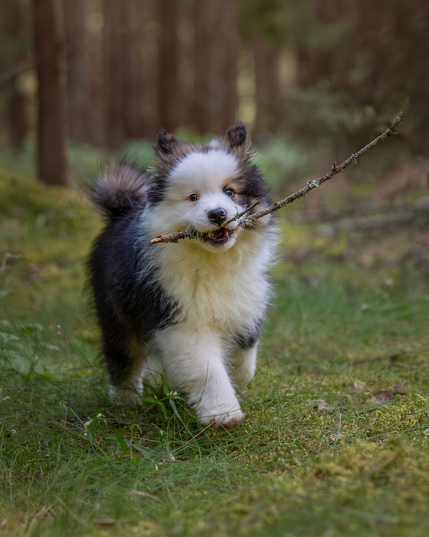 Finsklapphunds valp 9 veckor