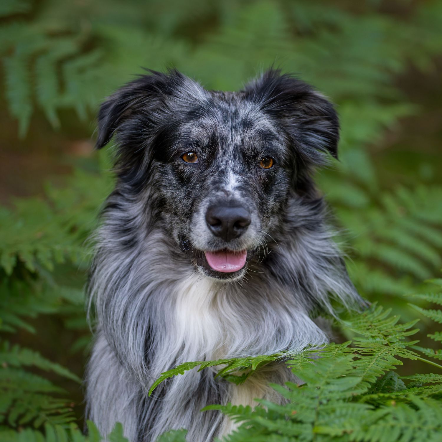 Australian shepherd