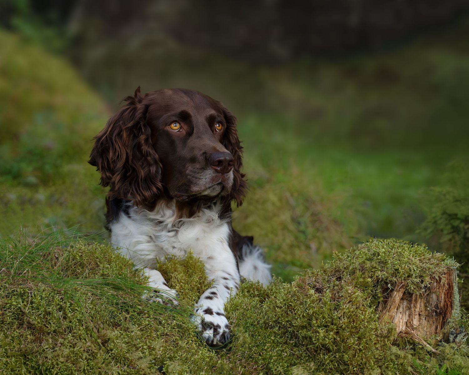 Wachtelhund