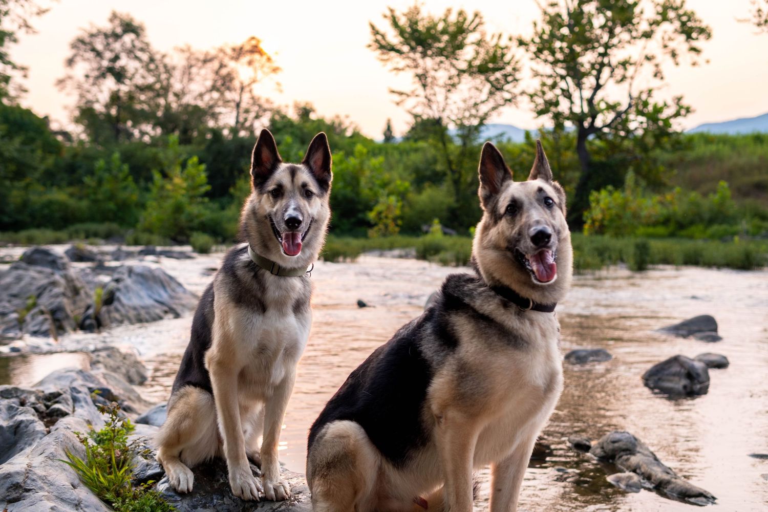 Two German Shepherds sitting on rocks by a river at sunset in a natural setting.