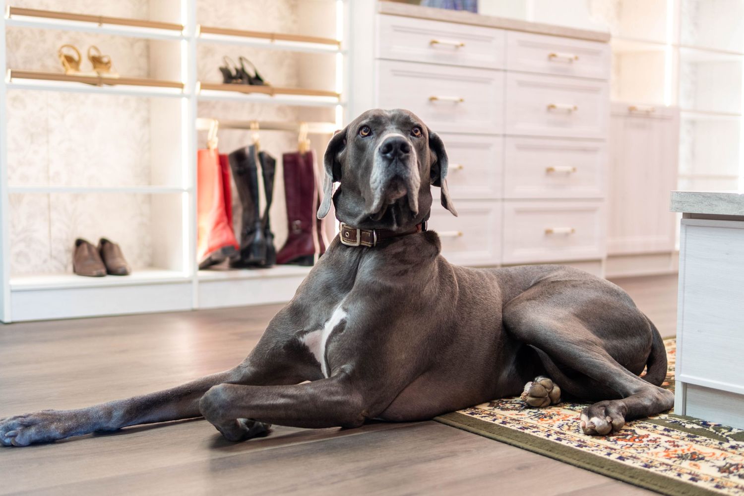 A large gray Great Dane dog lying on a hardwood floor in a stylish walk-in closet with shelves and boots.