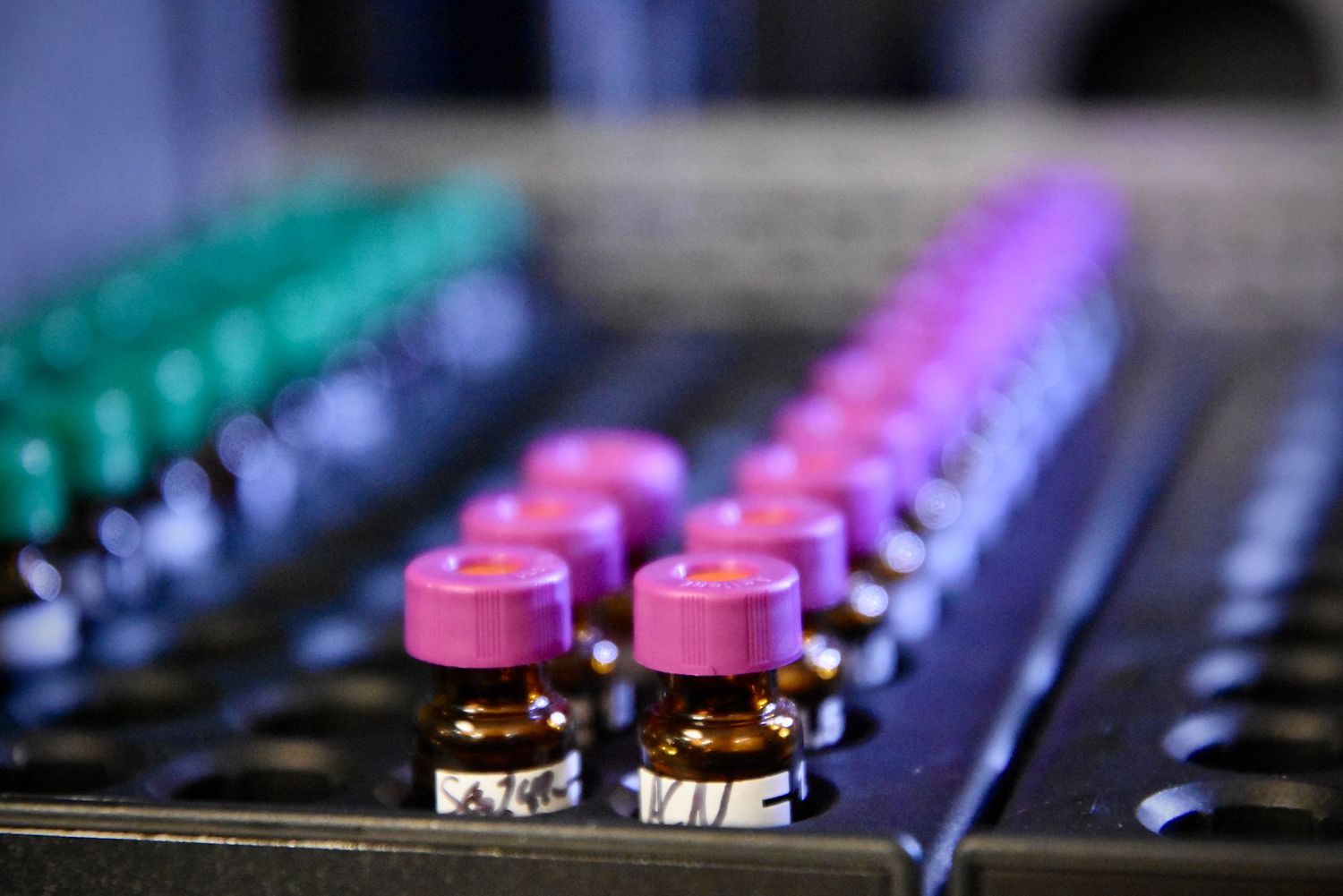 Rows of small amber vials with pink and green caps arranged in laboratory tray.