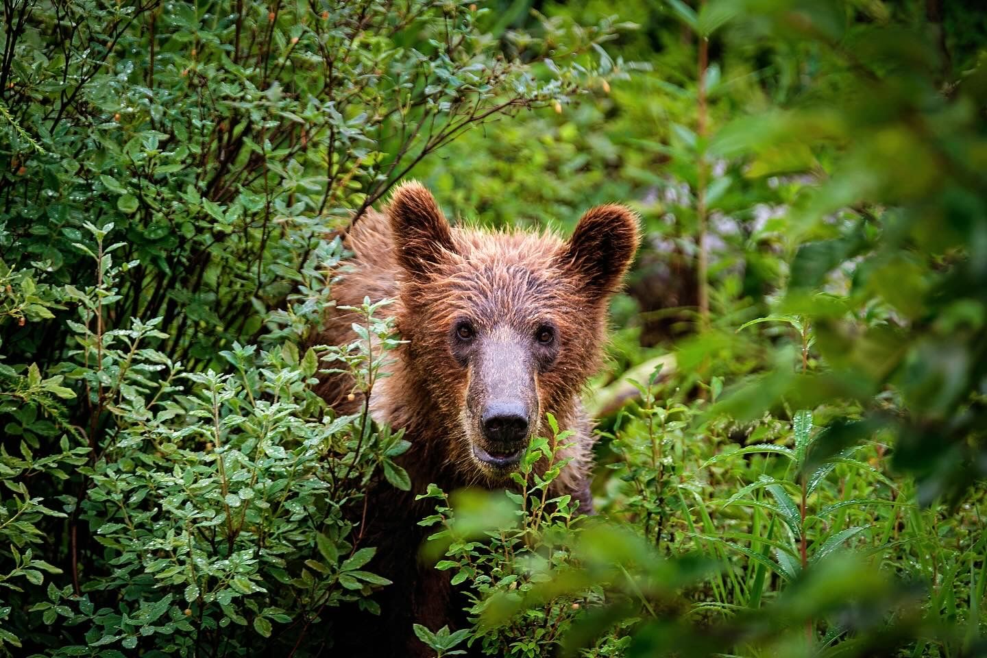 Wild brown bear peering through dense green bushes in a forest setting.