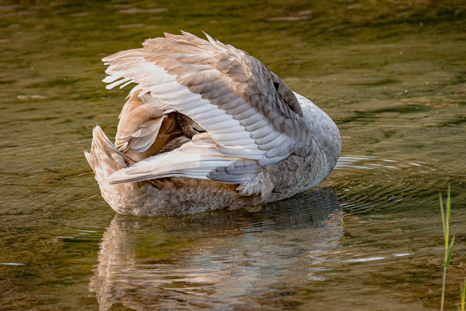 Jeune cygne au teppes de Verbois