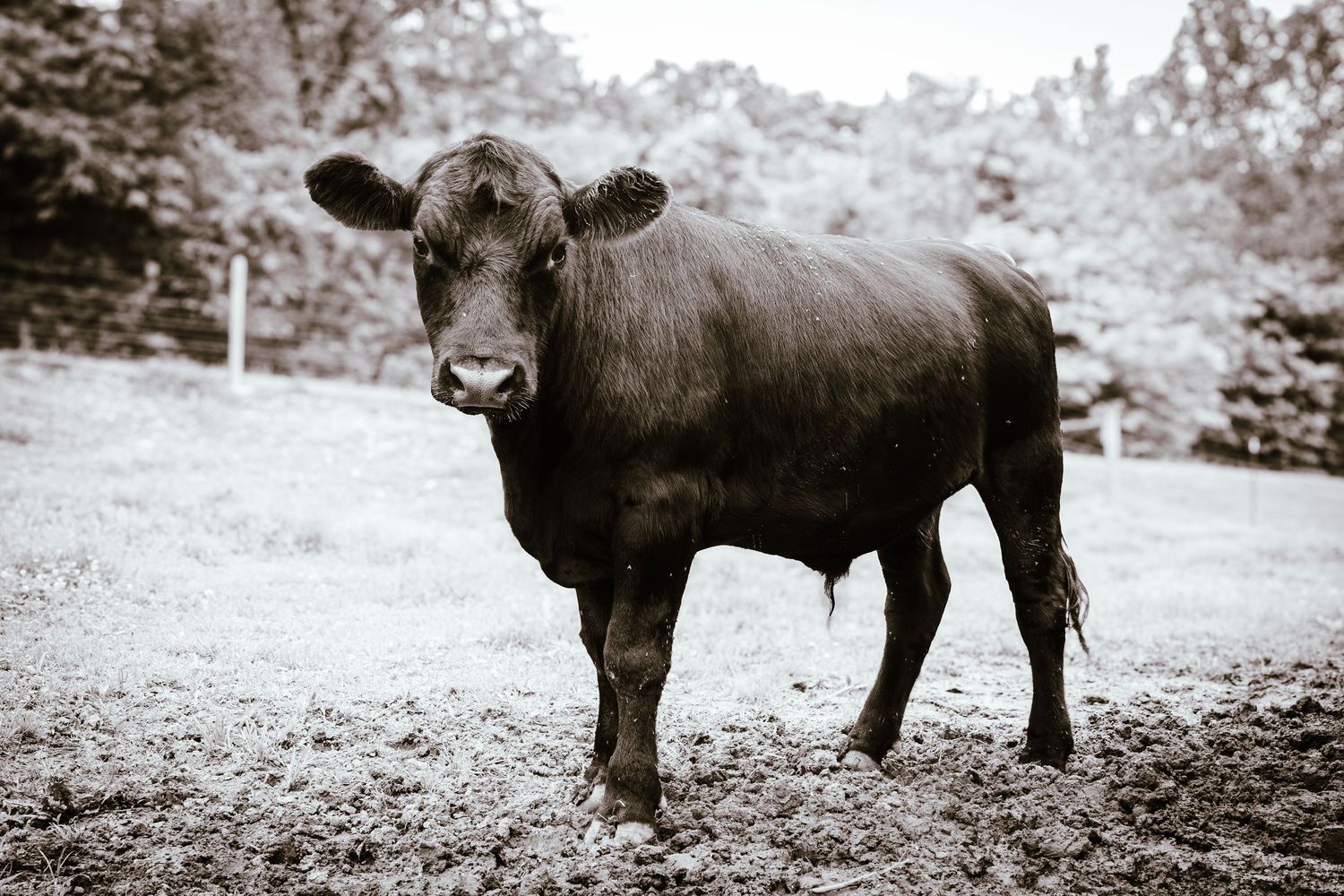 A black Angus cow stands in a muddy field in a black and white rural farm photo.