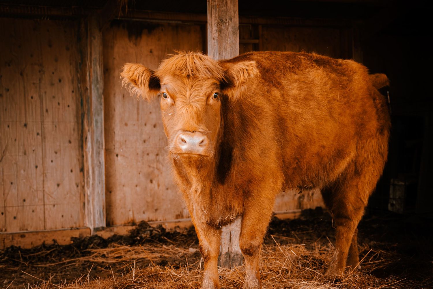 Fluffy golden-brown Highland calf standing in a barn stall with hay on the ground.