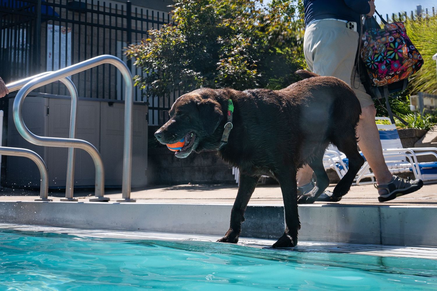 A dark brown Labrador dog carrying an orange ball walks along the edge of a swimming pool beside a person.