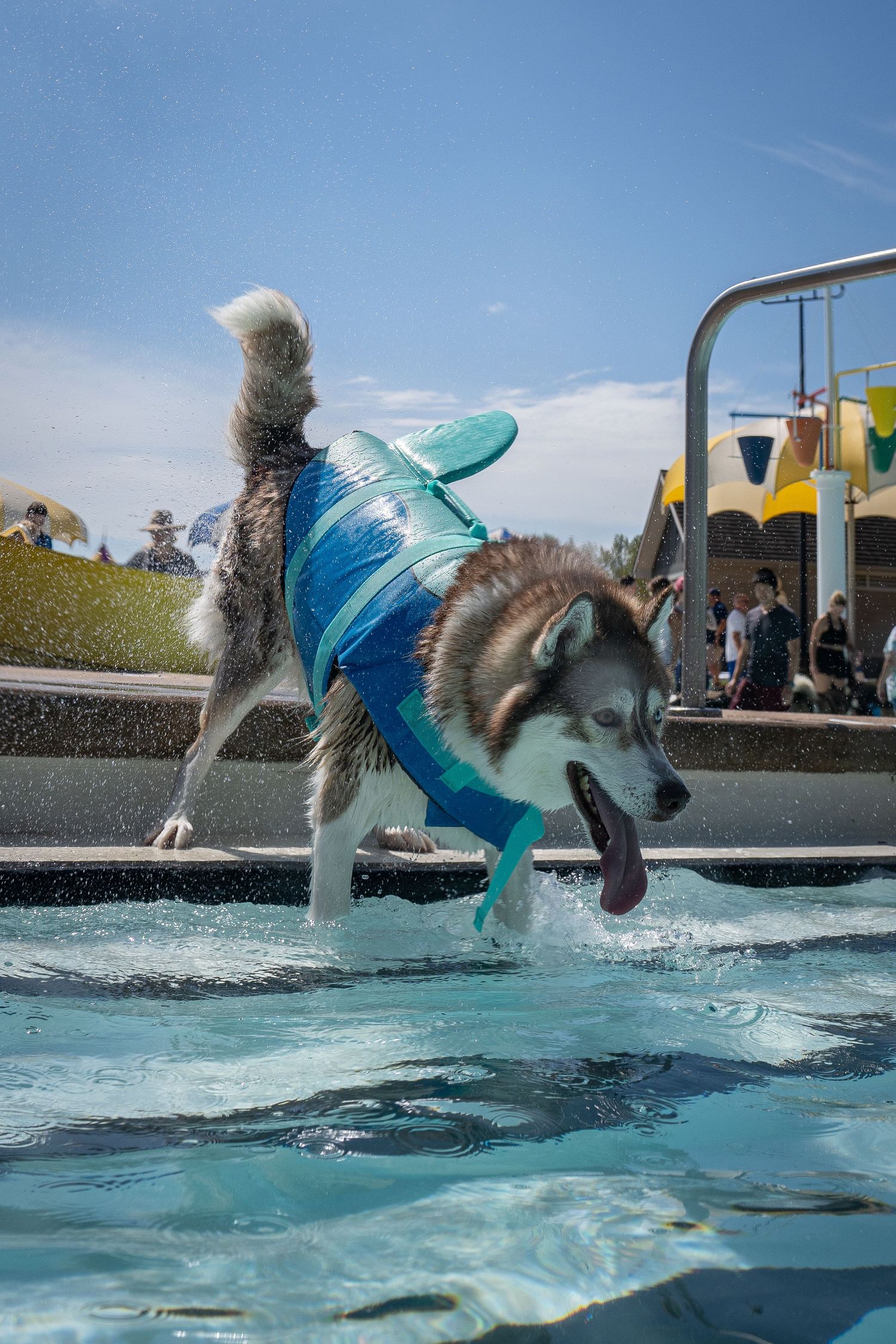 Husky dog wearing a blue shark life jacket leaping into a swimming pool on a sunny day.