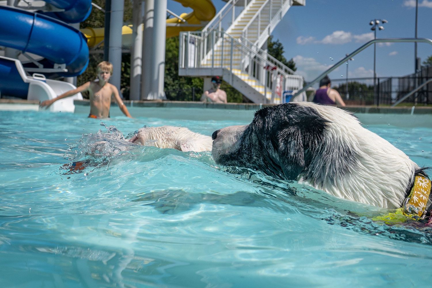 A large black and white dog swimming in a outdoor pool with children and a water slide in the background.